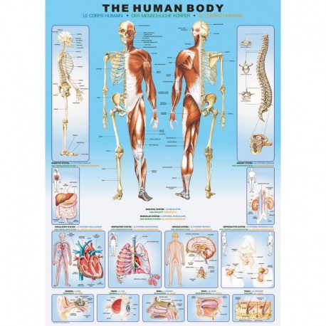 Eurographics Puzzle 1000 piese The Human Body