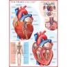 Eurographics Puzzle 1000 piese The Heart
