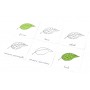 Lectii Montessori - Lecţii de botanica