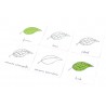 Lectii Montessori - Lecţii de botanica