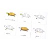 Lecții Montessori - Zoologie • Vertebrate