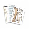 BUKI France Schelet 85 cm