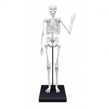 BUKI France Schelet 85 cm