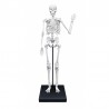 BUKI France Schelet 85 cm